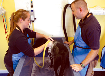Self-service dog wash opens in Heights